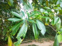 Tabernaemontana catharinensis