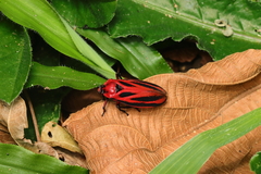 Sphenoclypeana parana