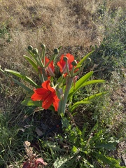 Hippeastrum hybridum