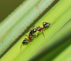 Camponotus innexus