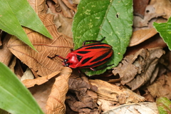 Sphenoclypeana parana