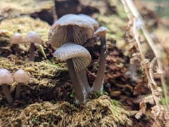 Mycena maculata
