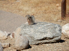 Ammospermophilus harrisii