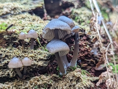 Mycena maculata