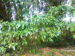 Tabernaemontana catharinensis