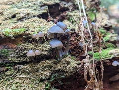Mycena maculata
