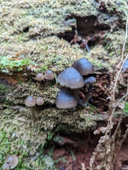 Mycena maculata