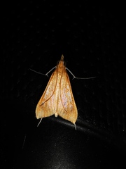 Antigastra catalaunalis