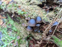 Mycena maculata