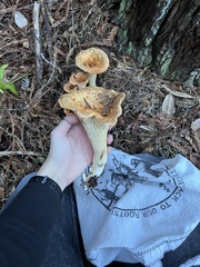 Turbinellus kauffmanii