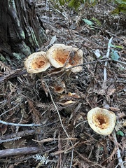 Turbinellus kauffmanii