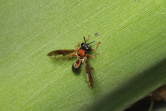 Peradon diaphanus