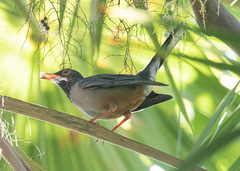 Turdus plumbeus