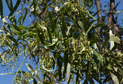 Acacia macradenia