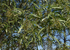 Acacia macradenia