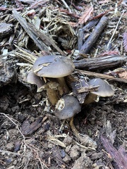 Arrhenia epichysium