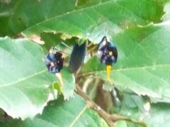 Diactor bilineatus