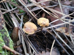 Xeromphalina cauticinalis pubescentipes