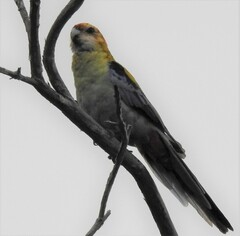 Platycercus eximius x adscitus