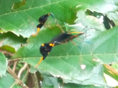 Diactor bilineatus