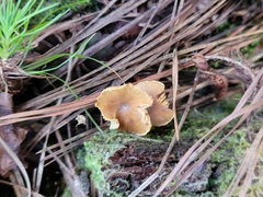 Xeromphalina cauticinalis pubescentipes