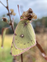 Colias poliographus