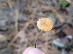 Xeromphalina cauticinalis pubescentipes