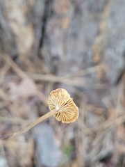 Xeromphalina cauticinalis pubescentipes