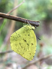 Eurema mandarina
