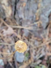 Xeromphalina cauticinalis pubescentipes