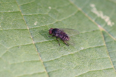 Lindneromyia