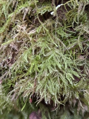 Kindbergia praelonga