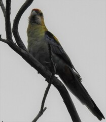 Platycercus eximius x adscitus