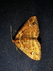 Catarhoe basochesiata