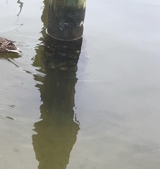 Pectinatella magnifica