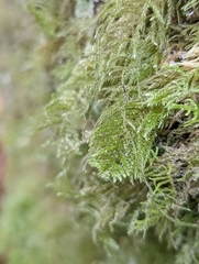 Kindbergia praelonga