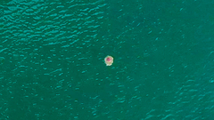 Cotylorhiza tuberculata