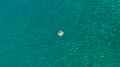 Cotylorhiza tuberculata