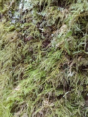 Kindbergia praelonga