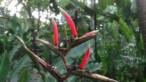 shining bird of paradise (Heliconia metallica)