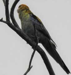 Platycercus eximius x adscitus