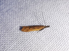 Dichomeris acuminatus