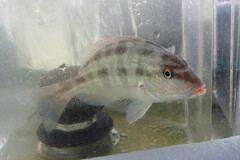 Orthopristis chrysoptera