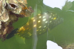 Cantherhines macrocerus