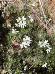 Leptosiphon floribundus