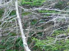 Catharus bicknelli