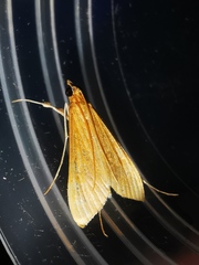 Antigastra catalaunalis