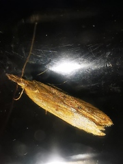 Dichomeris acuminatus