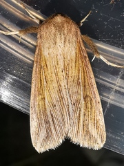 Mythimna riparia