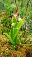 Maianthemum trifolium